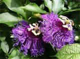 BELLFARM Passiflora Temptation Flower Seeds, 30 seeds, professional pack, beautiful deep violet blossoms passion fruits flowers