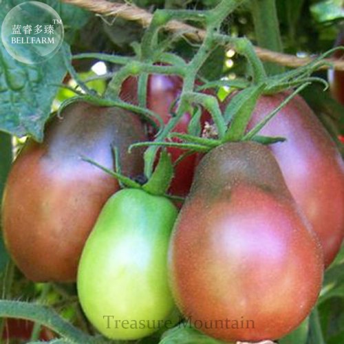 Heirloom Evan's Purple Pear Tomato Seeds, professional pack, 100 Seeds TS291T