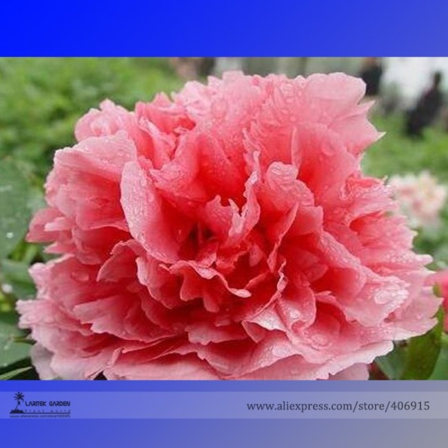 Heirloom 'Shan Hutai' Rose Red Peony Tree Flower Seeds, Professional Pack, 5 Seeds / Pack, Perennial Garden Flower E3182