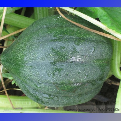 Sweet Reba Acorn Cucurbita Pepo Square Vegetable Organic Seeds, Professional Pack, 10 Seeds / Pack, Tasty Green Pumpkin #NF714