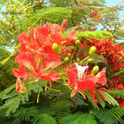 Heirloom Delonix Regia Red Flame Tree seeds, ornamental beautiful tree with red compact flowers E3842