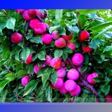 Rare Pink Plum Shrub Fruit Seeds, Professional Pack, 10 Seeds / Pack, Sour Sweet Fruit #NF931