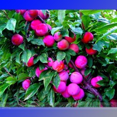 Rare Pink Plum Shrub Fruit Seeds, Professional Pack, 10 Seeds / Pack, Sour Sweet Fruit #NF931
