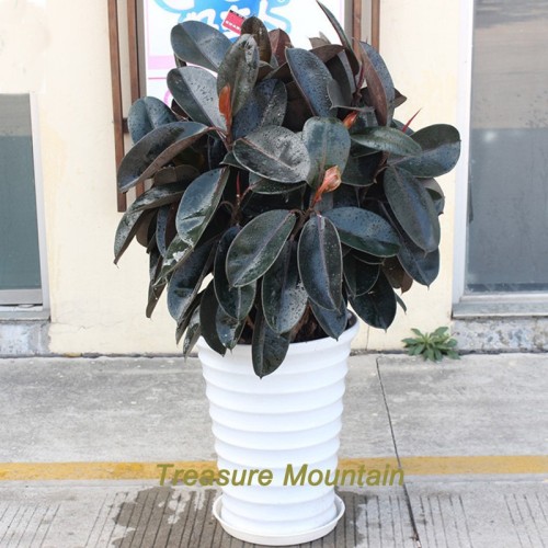 1 Professional Pack, 50 Seeds / Pack, Rare Bonsai Ficus Elastica  Decora  Indian Rubber Tree seeds #NF200