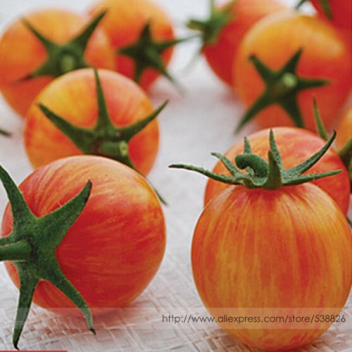 Sunrise Bumble Bee Tomato Sweet Tangy Fruit Seeds, Professional Pack, 100 Seeds / Pack, Cheerful Marbled Red Yellow Fruits
