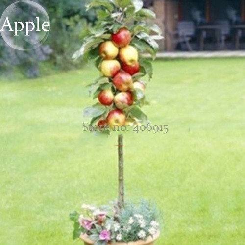 Bonsai Apple Tree Seeds Garden Yard Outdoor Living Fruit Plant, 10 Seeds, healthy delicious nutrition fruits E3664