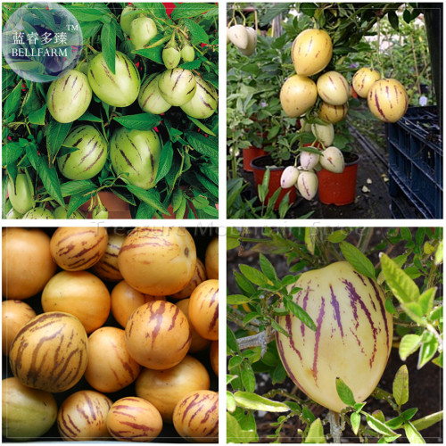 BELLFARM Solanum Muricatum Sweet Cucumber Seeds, Professional Pack, pepino dulce melon pear edible fruits BD078H