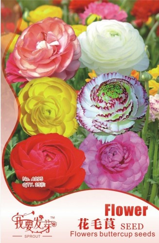 5 Original Packs, 25 seeds /pack, Mixed Ranunculus Asiaticus, Beautiful Persian Buttercup Plants, Herb Perennial Plants Seeds