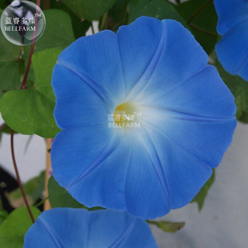 BELLFARM Morning Glory Ipomoea Flower Seeds, 100 seeds, professional pack, 5 colors for your choose big flowers for garden