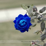 Rare 'Princess' Blue Rose Plant Perennial Flower Seeds, Professional Pack, 20 Seeds / Pack, Light Fragrant Flower #NF900