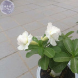 BELLFARM Adenium Purely White Flower Seeds, 2 seeds, 2-layer middle-sized bonsai desert rose garden plants E4296