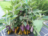 BELLFARM Eggplant 'Fairy Tale' Purple Yellow Vegetable Seeds, 200 seeds, professional pack, tasty organic big eggplants