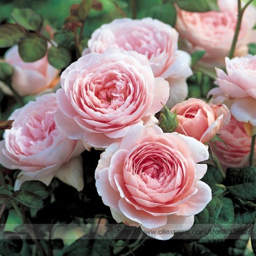 Rare 'Queen of Sweden' Pink Rose Shrub Flower Seeds, Professional Pack, 50 Seeds / Pack, Light Fragrant Garden Flowers #NF854