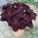 Coleus Giant Exhibition Palisandra Seeds, 50 seeds, professional pack, red herbs bonsai plants E4130