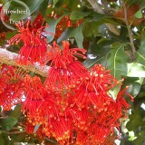 Firewheel Tree Stenocarpus sinuatis, 2 seeds, ornamental perennial flowers E3780