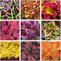 Rainbow Mixed Coleus Seeds, 100 Seeds, Professional Pack, perennial herbal garden ornamental flowers E4141