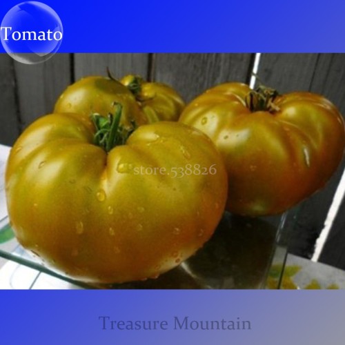 Rare Cherokee Golden Big (Dark Brandy, korol sibiri, German bi-color, RU taosiy) Tomato Seeds, 100 Seeds / Pack, Edible