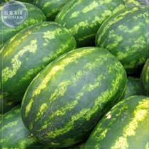 BELLFARM Zhengzha No.5 Big Long Red Watermelon Seeds, 40 Seeds, juicy sweet early-maturing hybrid fruit seeds E4206