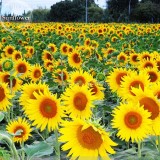 Heirloom Garden 'smiling face' Sunflowers with orange eye, 15 seeds, ornamental bonsai garden plants E3683