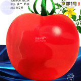 BELLFARM Tomato Giant Pinkish Red 'Jingdu No.1' Vegetable Seeds, 5grams, original pack, indeterminate growth early-maturing