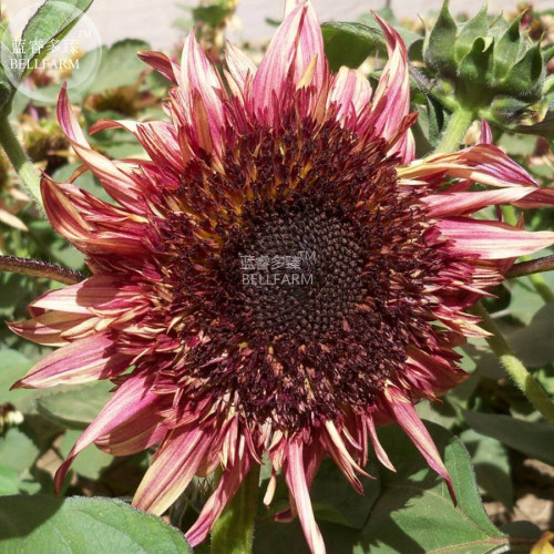BELLFARM Sunflower 'Double Dandy' Seeds, professional pack, unique semi-double petal type with mauve color