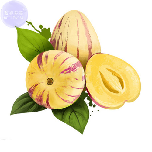 BELLFARM Solanum Muricatum Sweet Cucumber Seeds, Professional Pack, pepino dulce melon pear edible fruits BD078H