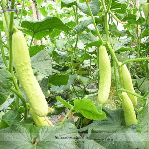BELLFARM Cucumber Long White Wonder Seeds, 10 Seeds, Professional Pack, sweet juicy thin skinned vegetables TS106
