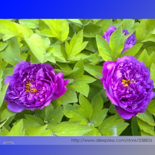 Rare Light Purple Fragrant Peony 'Shuang Bao' Seedling Seeds, Professional Pack, 5 Seeds / Pack, Very Beautiful in Spring #TS053