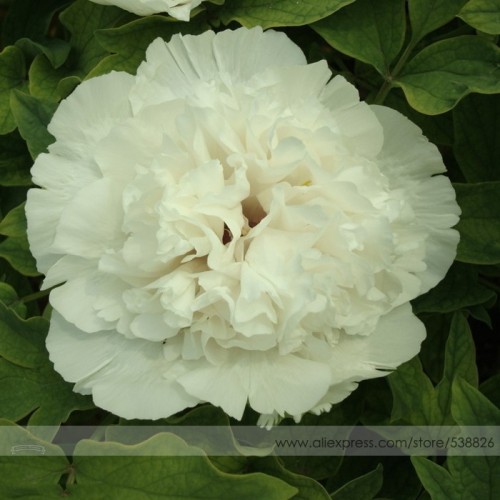 New 'Jin Si Guan Ding' White Peony Tree Flower Seeds, Professional Pack, 5 Seeds / Pack, Light Fragrant Flower #NF754