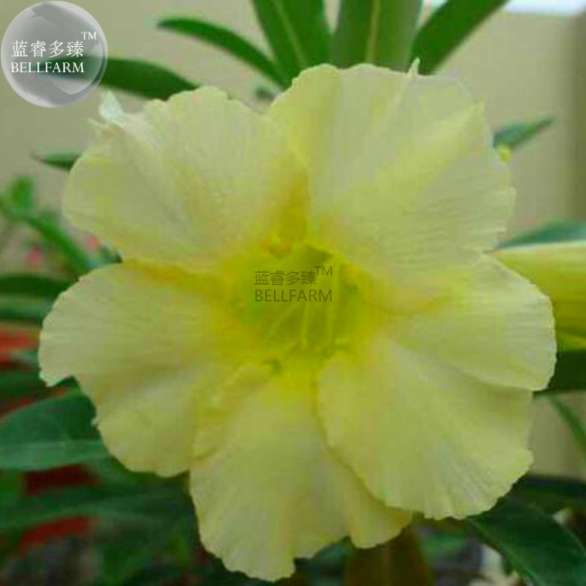 BELLFARM Light Green Adenium Desert Rose Seeds, 2 seeds, professional pack, single petals bonsai home garden plants