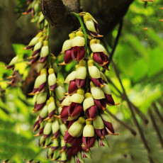 BELLFARM Heirloom Mucuna Pruriens Seeds 5pcs Beautiful Bengal Velvet Bean Vine Flowers