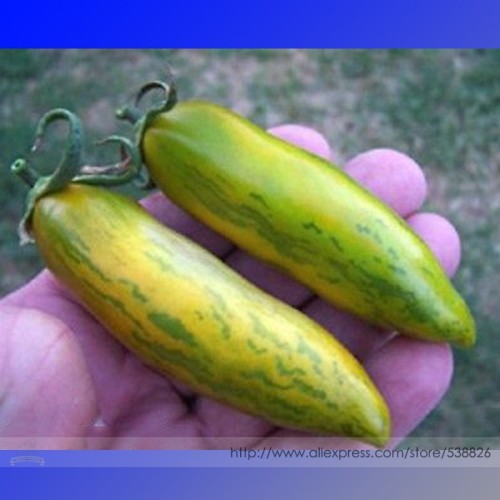 Sausage Green Tomato Organic Seeds, Professional Pack, 100 Seeds / Pack, Rare Heirloom Plant-Quite Unique Fruit Tasty #NF876