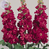 Matthiola Incana Mixed Hoary Stock Seeds, 50 Seeds, Professional Pack, perennial compact sweet flowers E4140