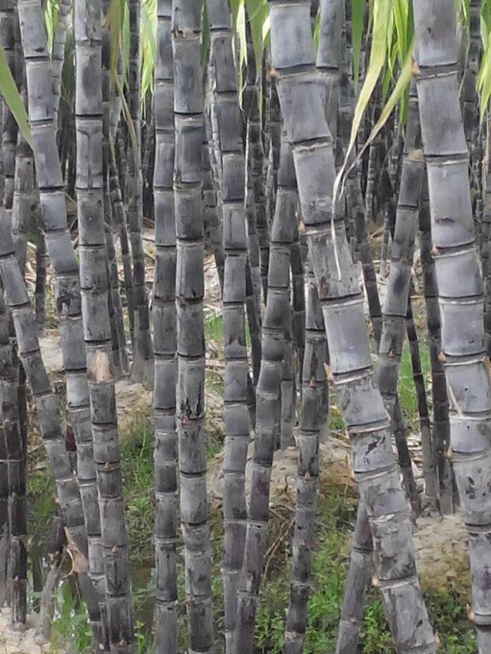 black sugar cane