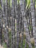 BELLFARM Black Sugarcane Organic Subtropics Plant Seeds, 100 seeds, sweet juicy saccharum sugar cane