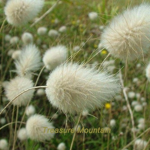 1 Professional Pack, 30 seeds / pack, Bunny Tails Lagurus Ovatus, Adorable Ornamental Grass #NF226