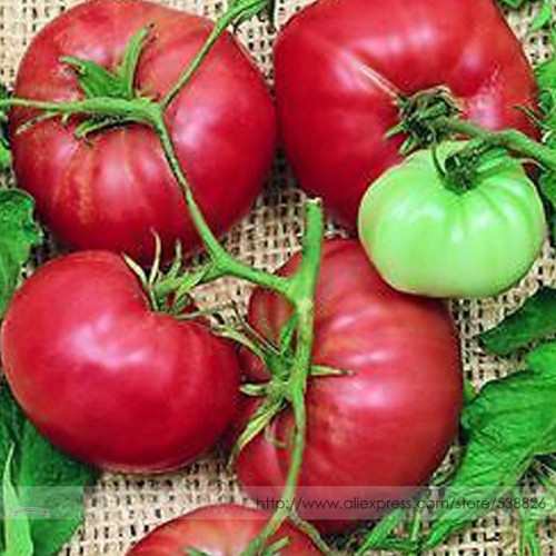Climbing Trip-L-crop Tomato Seeds, Professional Pack, 100 Seeds / Pack, Big Fruits High Yields #TS017