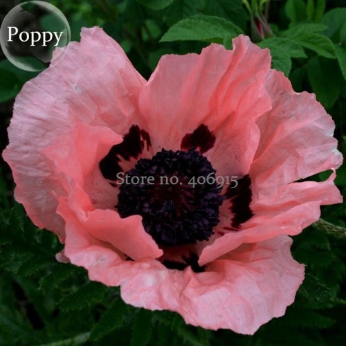 Rare Beautiful Perennial Pink Poppy Flowers with black eyes, 100 Seeds, new style attractive butterfly E3671