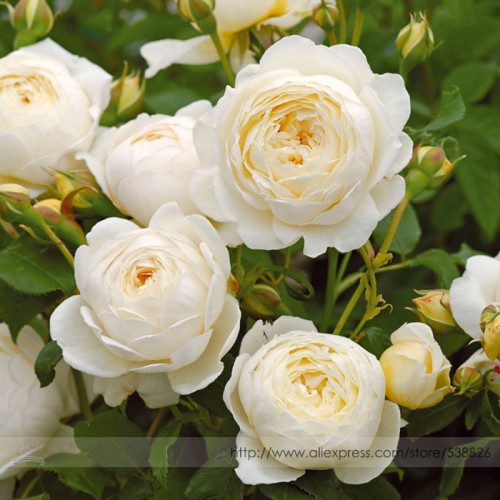 Imported 'Claire Austin' Rare White Shrub Rose Flower Seeds, Professional Pack, 50 Seeds / Pack, Large Fragrant Elegant Flowers