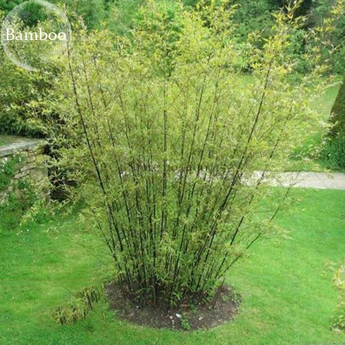 Heirloom 'Xigun' Thin Bonsai Bamboo, 30 Seeds, garden bonsai plants light up your yard E3844
