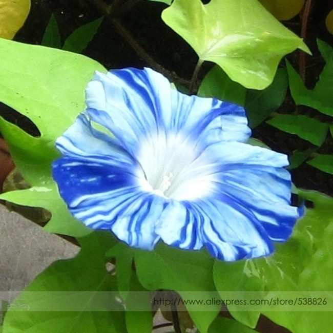Rare Japan Takii White Blue Stripe Morning Glory Perennial Flower Seeds, Professional Pack 50 Seeds / Pack, Climbing Flower