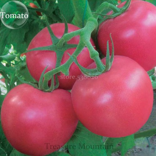 Heirloom Big Pink Rosy Tomato Hybrid Vegetable Seeds, Professional Pack, 100 Seeds / Pack, Anti ty Big sized fruits