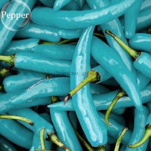 Blue Turquoise Chili Pepper, 20 seeds, rare heirloom hybrid edible vegetables E3799