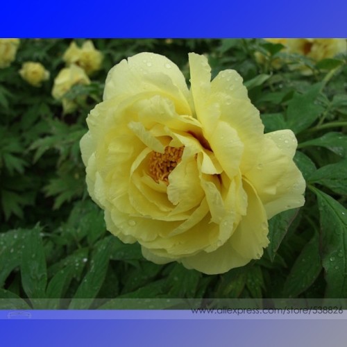 Heirloom Light Fragrant Yellow Peony Flower Seeds, Professional Pack, 5 Seeds / Pack, Very Beautiful Garden Flower #NF652