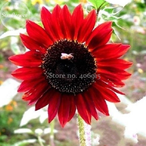 Middle-sized Red Fortune Sunflower Bonsai, 15 Seeds, 100% genuine ruddy sunflowers light up your garden E3637