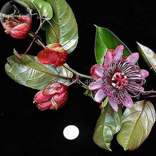 Passiflora ambigua Rare Mountain Granadilla Flowers, 20 seeds, red perennial flowers E3886