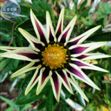 BELLFARM Treasure Flowers Gazania Ornamental Flower Mixed Seeds, 30 seeds, half-hardy hybrid home garden plants