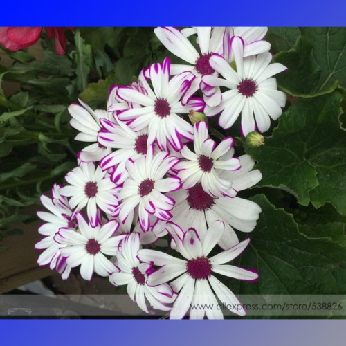 New White Chrysanthemum Potmum with Red Edge Flower Seeds, Professional Pack, 20 Seeds / Pack, Very Rare Beautiful Flower #NF770