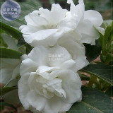 BELLFARM Balsam Purely White Perennial Flower Seeds, 20 seeds, original pack, big blooms home garden flowers