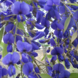 BELLFARM New Dark Blue Wisteria Tree Seeds, Professional Pack, perennial fragrant plants E4208